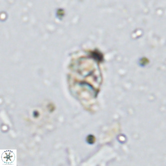 Kahvecia dispar VR 15124