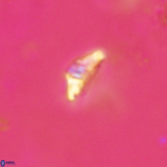 Kahvecia dispar VR 23949