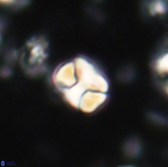 Karoulilithos ayseguliae 21745