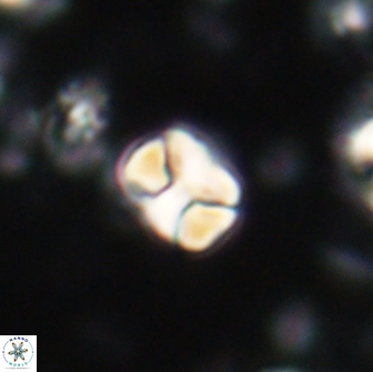 Karoulilithos ayseguliae 21745