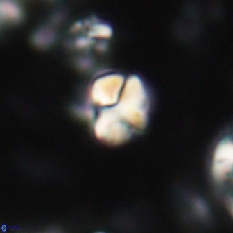 Karoulilithos ayseguliae 21746