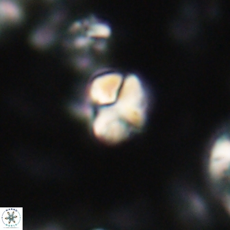 Karoulilithos ayseguliae 21746