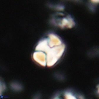 Karoulilithos ayseguliae 21750