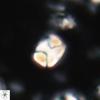 Karoulilithos ayseguliae 21750