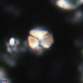 Karoulilithos ayseguliae 21751