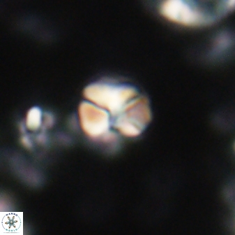 Karoulilithos ayseguliae 21751