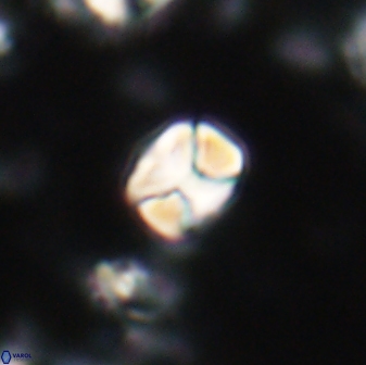 Karoulilithos ayseguliae 21754