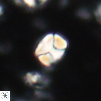 Karoulilithos ayseguliae 21754