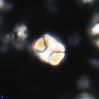 Karoulilithos ayseguliae 21756