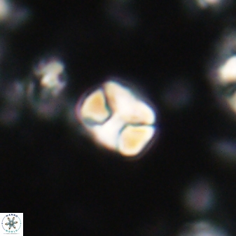Karoulilithos ayseguliae 21756