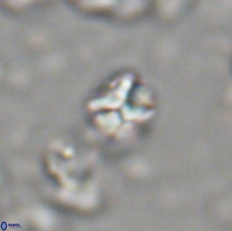 Karoulilithos ayseguliae 21757
