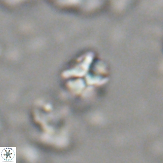 Karoulilithos ayseguliae 21757
