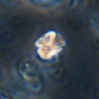 Karoulilithos ayseguliae 21758