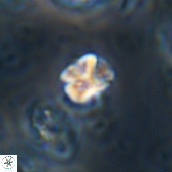 Karoulilithos ayseguliae 21758