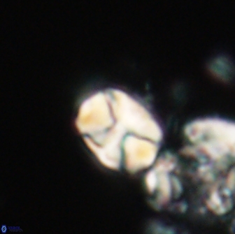 Karoulilithos ayseguliae 21831