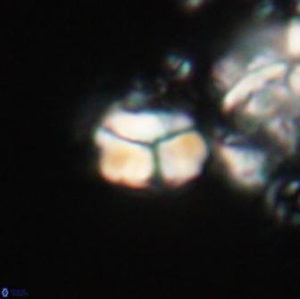 Karoulilithos ayseguliae 21832