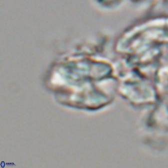 Karoulilithos ayseguliae 21842