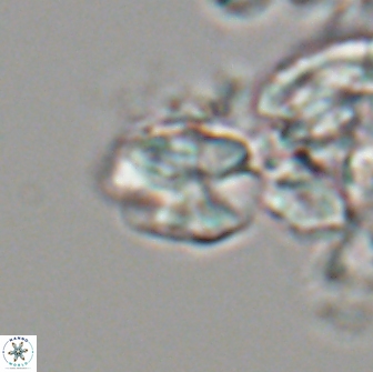 Karoulilithos ayseguliae 21842