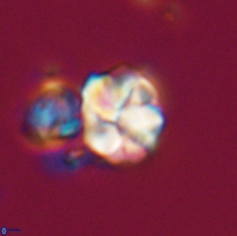 Karoulilithos ayseguliae 21847