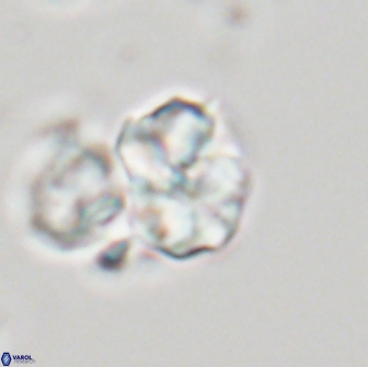 Karoulilithos ayseguliae 21851