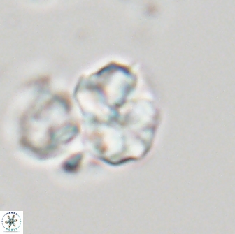 Karoulilithos ayseguliae 21851