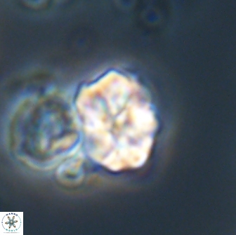 Karoulilithos ayseguliae 21852