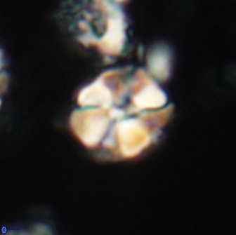 Karoulilithos ayseguliae 21865