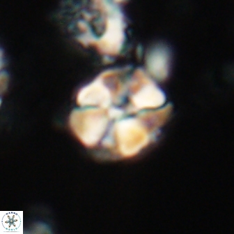 Karoulilithos ayseguliae 21865
