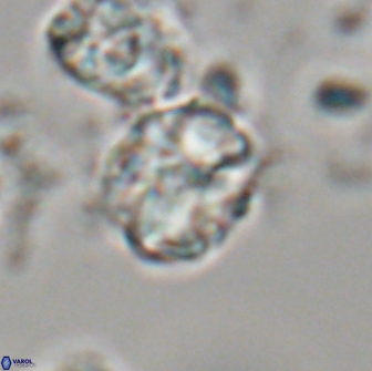 Karoulilithos ayseguliae 21869