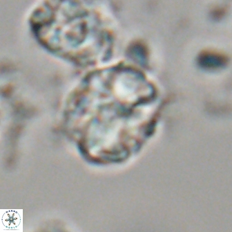 Karoulilithos ayseguliae 21869