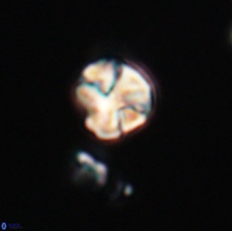 Karoulilithos ayseguliae 23858