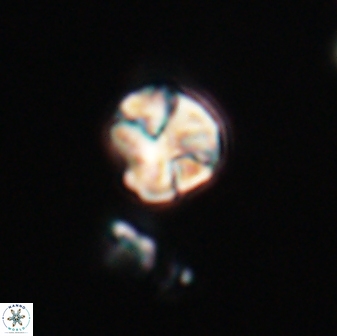 Karoulilithos ayseguliae 23858