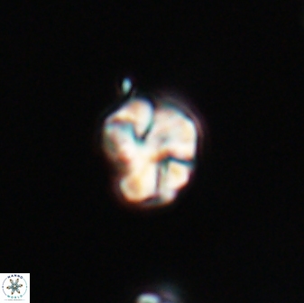 Karoulilithos ayseguliae 23861