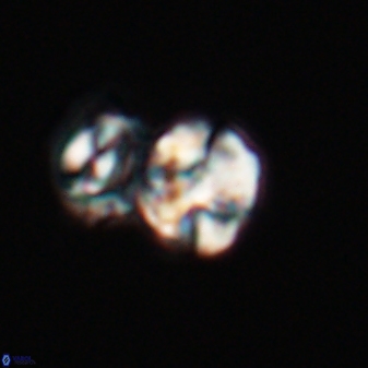 Karoulilithos ayseguliae 23879
