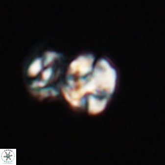 Karoulilithos ayseguliae 23879
