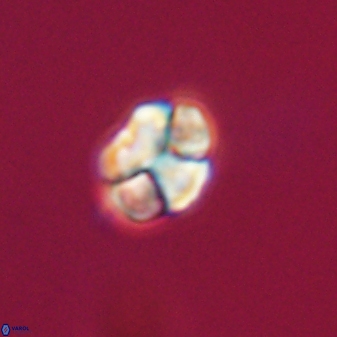 Karoulilithos ayseguliae 23883