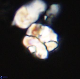 Karoulilithos ayseguliae 42682
