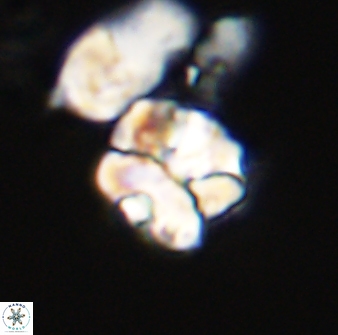 Karoulilithos ayseguliae 42682