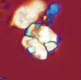 Karoulilithos ayseguliae 42683