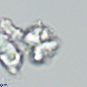 Karoulilithos ayseguliae 42684