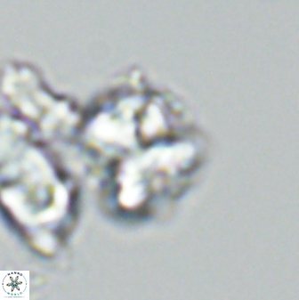 Karoulilithos ayseguliae 42684