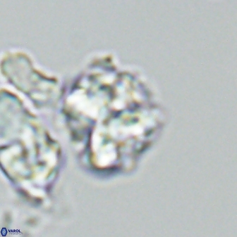 Karoulilithos ayseguliae 42685