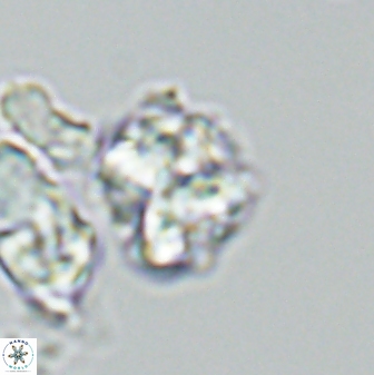 Karoulilithos ayseguliae 42685