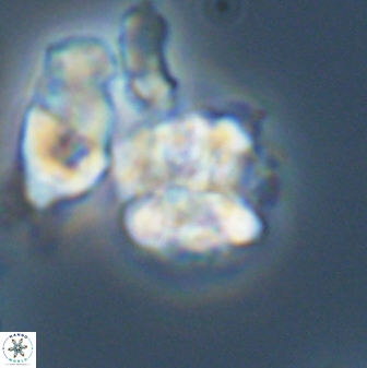 Karoulilithos ayseguliae 42687