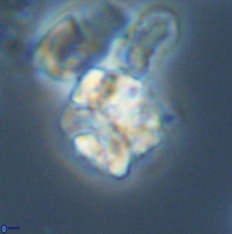 Karoulilithos ayseguliae 42688