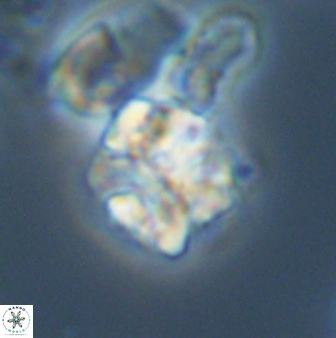 Karoulilithos ayseguliae 42688