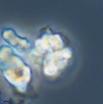 Karoulilithos ayseguliae 42689