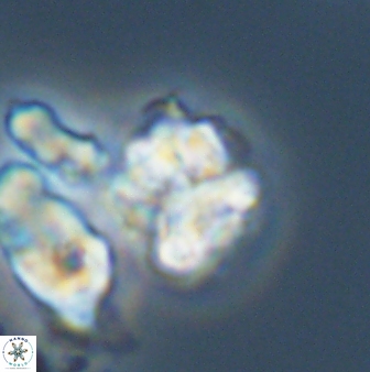 Karoulilithos ayseguliae 42689