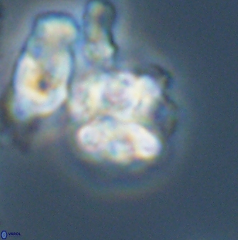 Karoulilithos ayseguliae 42690