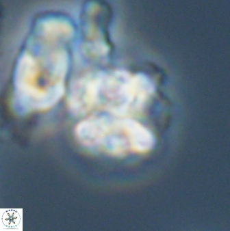 Karoulilithos ayseguliae 42690